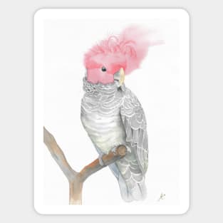 gang gang red head cockatoo parrot watercolor painting Sticker
